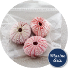 8607-P8 - Craft Pack - Pink Urchins